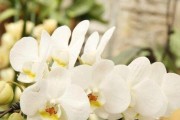 信任之花——百合（百合花语深度解读）