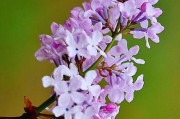 丁香花语的含义（探寻丁香花的深层意义）