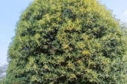 秋香四溢——探秘桂花树（桂花树的品种、生长条件、特点及用途）