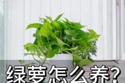 如何养殖吊兰和绿萝（轻松学会养殖室内植物，打造美丽家居绿化）