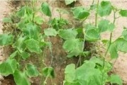 黄瓜追肥肥料选用及使用技巧（如何选择适合黄瓜的追肥肥料？）