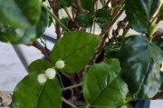 虎头茉莉（观赏价值高，养护难度低，冬季开花的神奇植物）