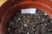 油麦菜的种植过程——从播种到发芽出苗时间详解（了解油麦菜的种植周期，轻松成为种菜达人！）