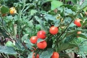 红菜苔冬天会冻死吗？（探究红菜苔在寒冷气候下的生存能力）
