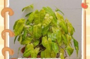 夏天芦荟叶子发黄的原因及解决方法（了解原因，保持芦荟叶子的健康）