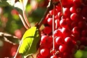 五味子的产地和分布（探寻五味子的生长环境及药用价值）