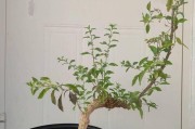 如何正确修剪二年银花（掌握关键修剪技巧，让二年银花更美丽健康）