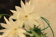 小叶昙花开花时间解析（昙花属植物生长特点和分布情况）