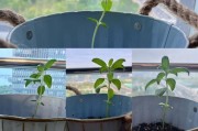 向日葵种子发芽的时间（探究向日葵种子从播种到发芽需要多长时间）