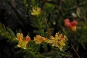 红景天的生态环境与栽培技术（从山区到家庭，掌握关键诀窍，栽出茂盛红景天）