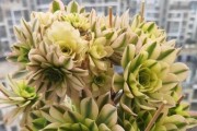 多肉植物的摘心技巧（多肉植物摘心时间、方法和步骤详解）