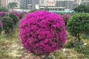 蔷薇剪枝修剪方法详解（图解指南让你轻松掌握，让蔷薇花园更美丽）