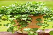 室内养常春藤的技巧（让家中更有情调的植物——常春藤的养护方法）