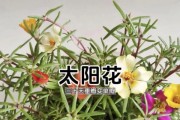 太阳花开花季节及生长特点解析（一年四季开花的太阳花——品种多样、开花频繁的美丽花卉）