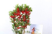 火棘的种植与养护（了解火棘的生长特点，掌握养殖技巧）