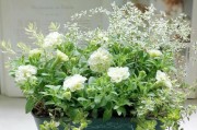矮牵牛花的花期（一年四季，矮牵牛花飘香）