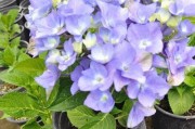 无尽夏的花语——探寻花海中的美好（唤醒内心渴望的自由与热情）