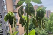 绣球叶子干枯发黄的原因及护理方法（细说绣球植物叶子枯萎的原因和解决方案）