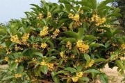 探秘桂花树（了解桂花树的花型、树形及叶型）