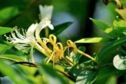 金银花树能否承受冬天的寒冷？（探究金银花树的耐寒性及其养护方法）