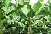 香蕉——热带水果的代表（了解香蕉的种类、特点和种植）