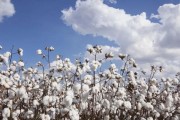 探寻棉花的原产地（从历史到现实，揭开棉花背后的故事）