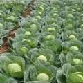 如何高效种植秋甘蓝？（时间、技术、方法，教你轻松拥有丰收季节！）