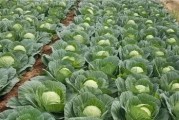 如何高效种植秋甘蓝？（时间、技术、方法，教你轻松拥有丰收季节！）