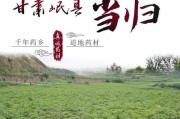 当归种植的最佳时间（掌握最佳时间，让当归种植更加成功）