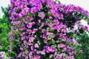 探秘藤本花卉的生长特点与美丽魅力（解读藤本花卉的种类、繁殖方式和应用价值）