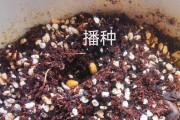 核桃繁殖方法与注意事项（了解如何培育健康的核桃树）