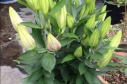 冬天百合花的养护（如何让百合花在冬季健康茁壮生长）