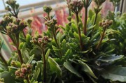 长寿花生怎么施肥？（科学施肥方法让长寿花生长更健壮）