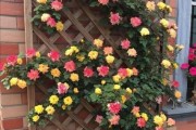 藤本月季在花盆里种植的完美技巧（让您的家居充满生机的花盆花园）
