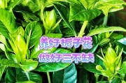 揭秘东北牡丹桅子的养殖技巧（探寻养护诀窍，打造绚烂花海）