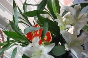 家里养香水百合的风水福利（装点家居、招福招财的秘密武器）