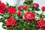 玫瑰花剪枝简单修剪方法大揭秘（如何让玫瑰花常年盛开——一篇全面的修剪指南）