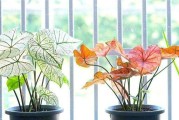 冬天家中养花指南（15种适合冬季养殖的花卉推荐）