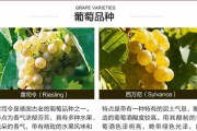 如何保存葡萄最佳方法？（葡萄的保存技巧与注意事项）