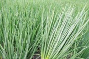 大葱种子最佳种植时间（选择时机是农业成功的关键）