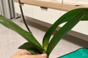 蝴蝶兰烂根救治指南（让蝴蝶兰重新焕发生机的有效措施）
