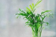 怎样繁殖袖珍椰子？（方法和注意事项详解，让你轻松掌握）