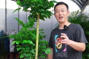 幸福树冻伤后的修剪技巧（保护幸福树健康，修剪是关键）