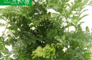 探究狼蕨是否为种子植物（揭秘狼蕨的种子性质与生长特点）