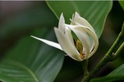 如何正确剪枝白兰花（白兰花的剪枝时机、步骤和注意事项）