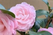 好运降临！让我们探究“蒲公英”的花语（探寻这朵花的吉祥含义，为自己引来好运！）