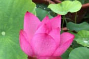 探秘莲花的美妙与神秘（形态、花语、文化传承）