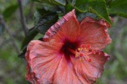 如何缓苗扶桑花？（从土壤到养护，教你做好扶桑花的缓苗工作）