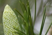 龙柏（探究龙柏的裸子植物特点与生长环境）