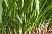 韭菜最佳播种时间（如何合理进行分播种）